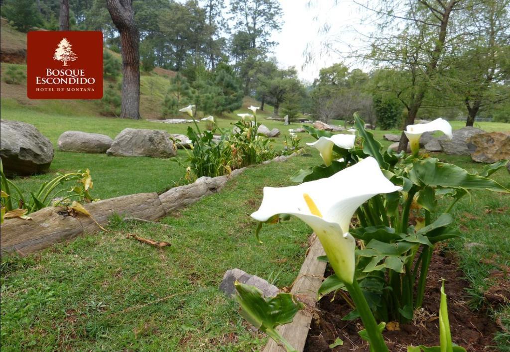 ホテル Bosque Escondido マサミトラ エクステリア 写真